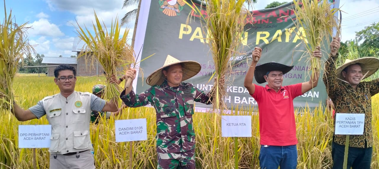 Pejuang Pertanian Aceh Barat Panen Raya Di Hamparan Sawah Wilayah Kecamatan Bubon