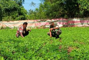 Hambat Pertumbuhan Kacang Tanah, Babinsa Posramil 05/PC Bantu Petani Berantas Gulma Atau Parasit Secara Manual